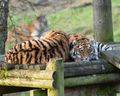 Amur Tiger cubs - around 9 months old