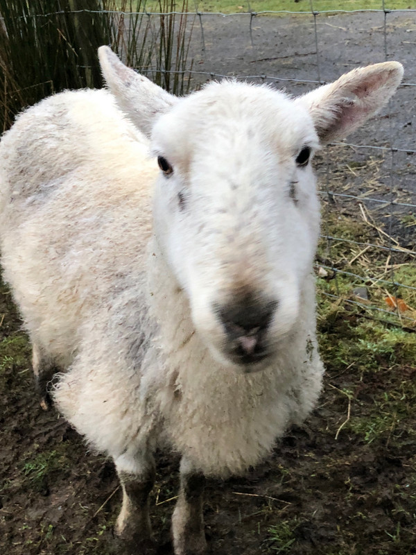 Sheep at Loch Morar