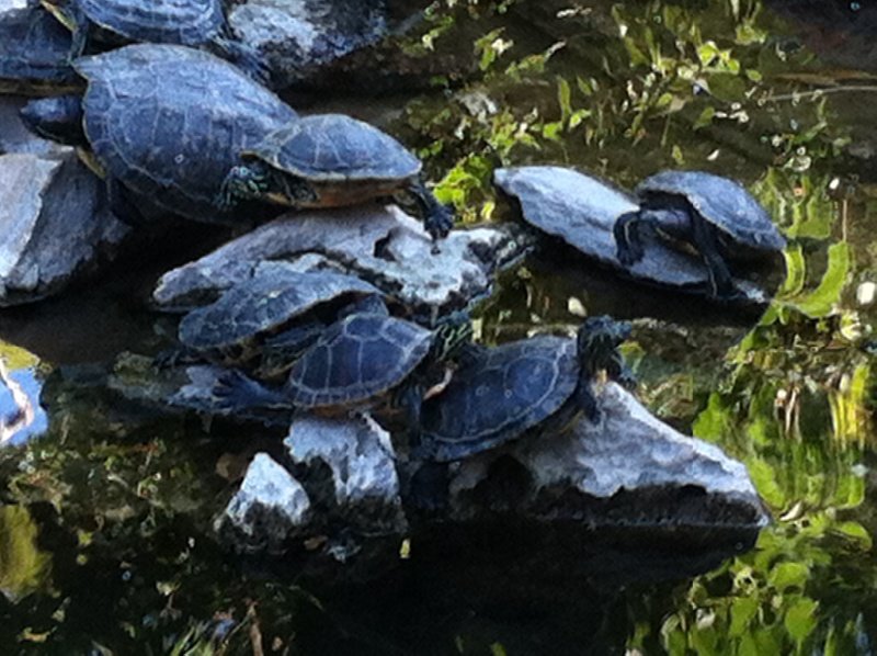 Terrapins in National Park
