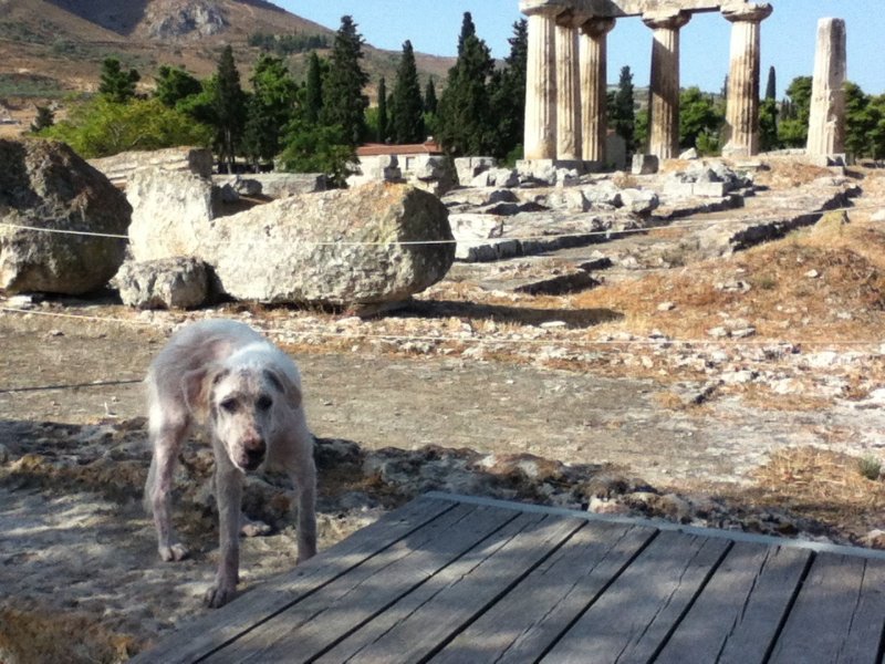 Mangy dog at Ancient Corinth