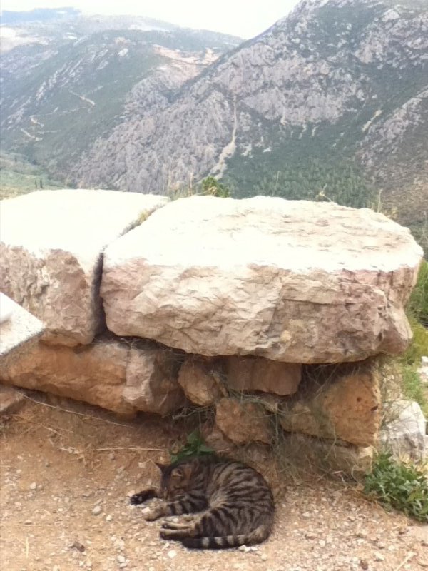 Cat at Delphi