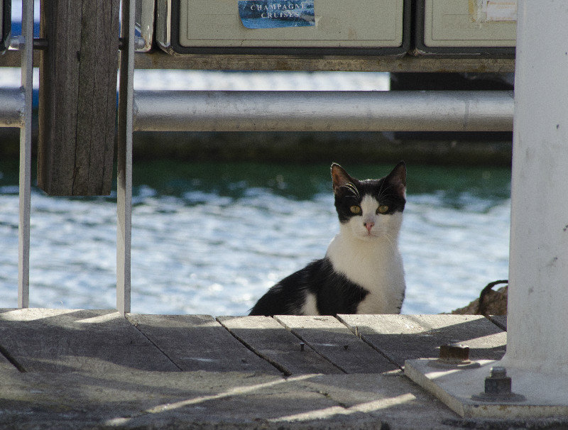 Cat at Vilamoura harbour