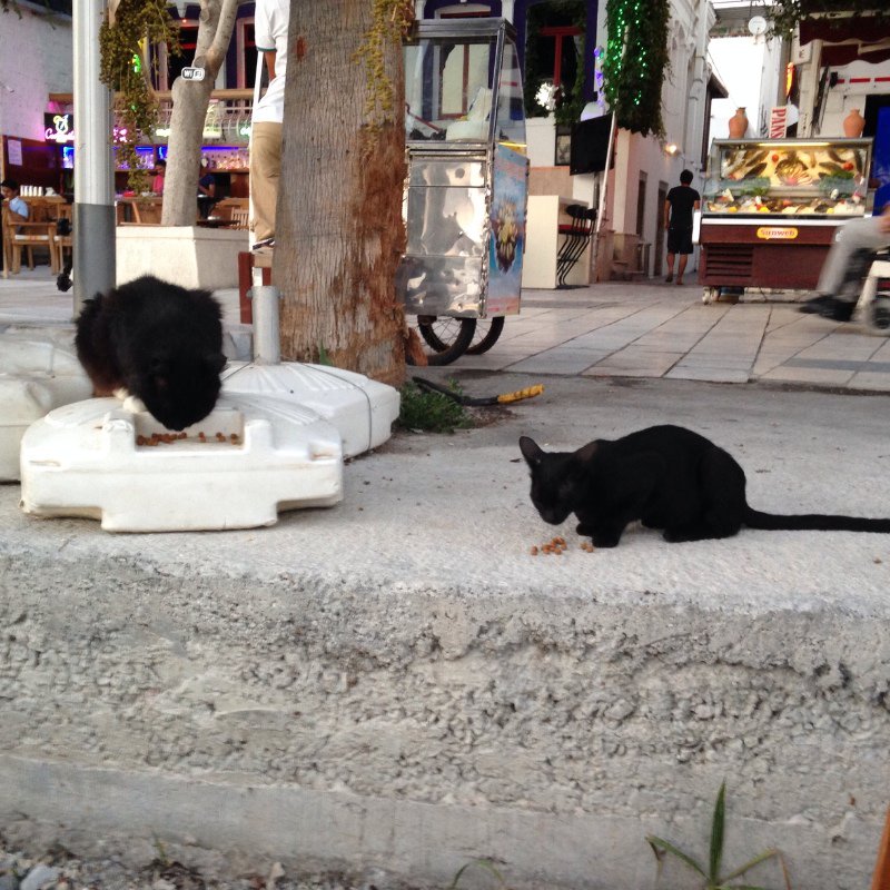 Fluffy cat and Stray cat are made to sgare on Bodrum beach