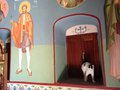 Church cat in Kos