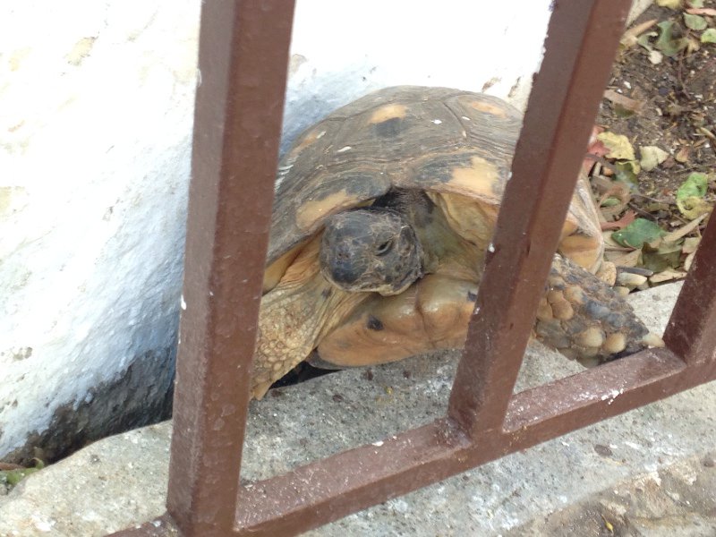Wild tortoise in Church grounds near Cemetery.