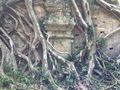 Trees growing over temple at Sambor Prei Kuk