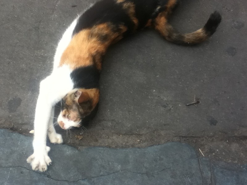 Cat at Khao San Road