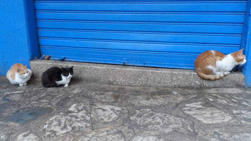 Tangier Street cats