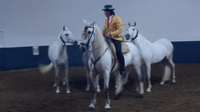 Spanish horse show