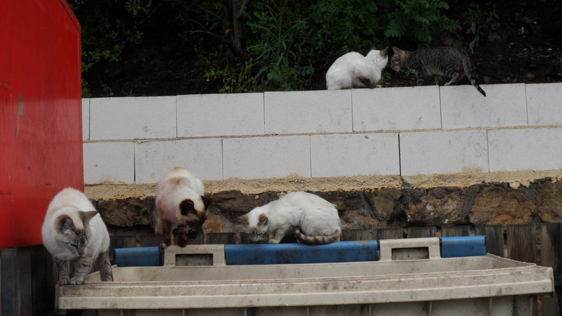 Skip cats at Smurf Village of Juzcar, Andelusia
