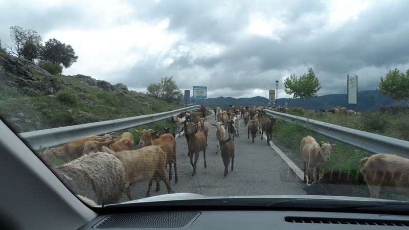 Goats on the road!