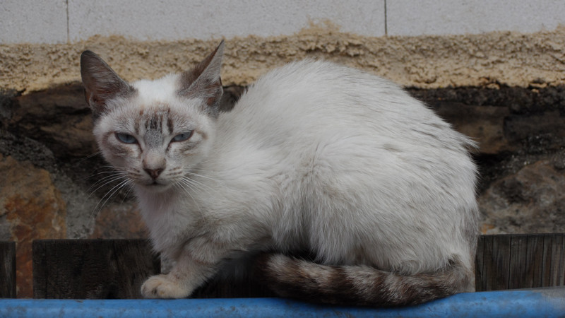 Skip cat at Smurf Village of Juzcar, Andelusia