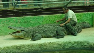 Mad croc man sitting on 85 year old croc