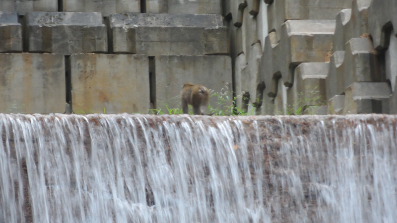 Wild monkeys at the dam