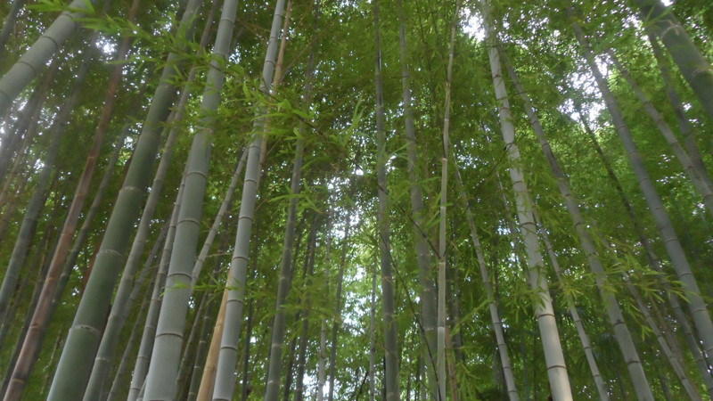 Bamboo Grove - full of people eating insects
