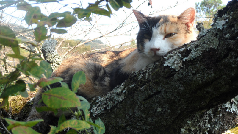 Cat up tree in Iwakuni