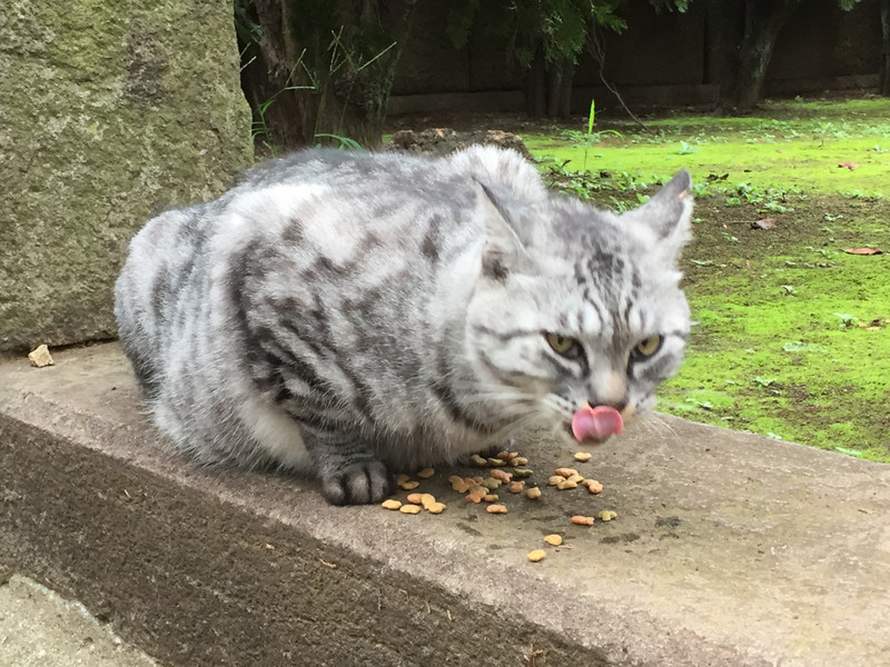 Cat at Yanaka cemetery 