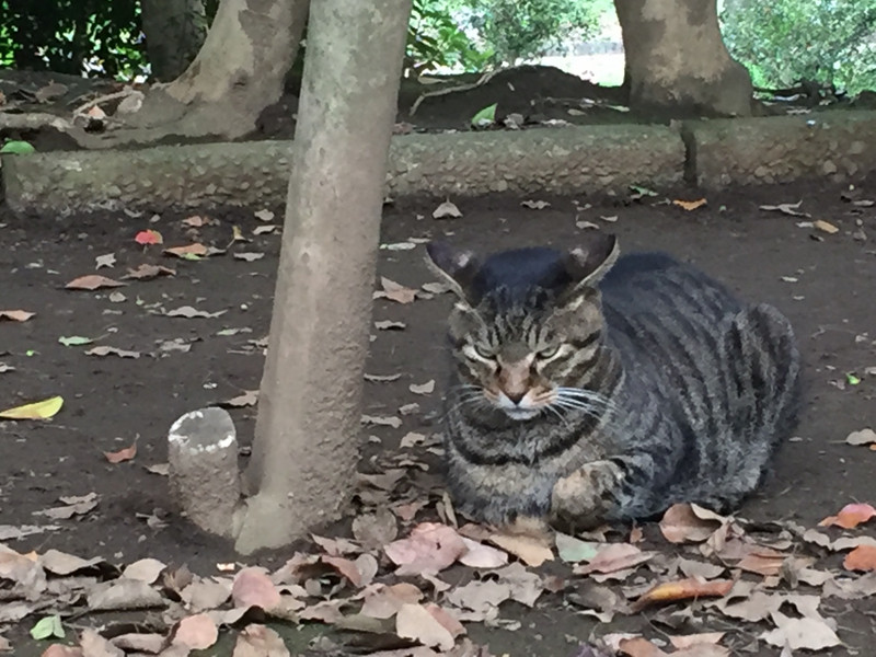 Cat at Ueno Park