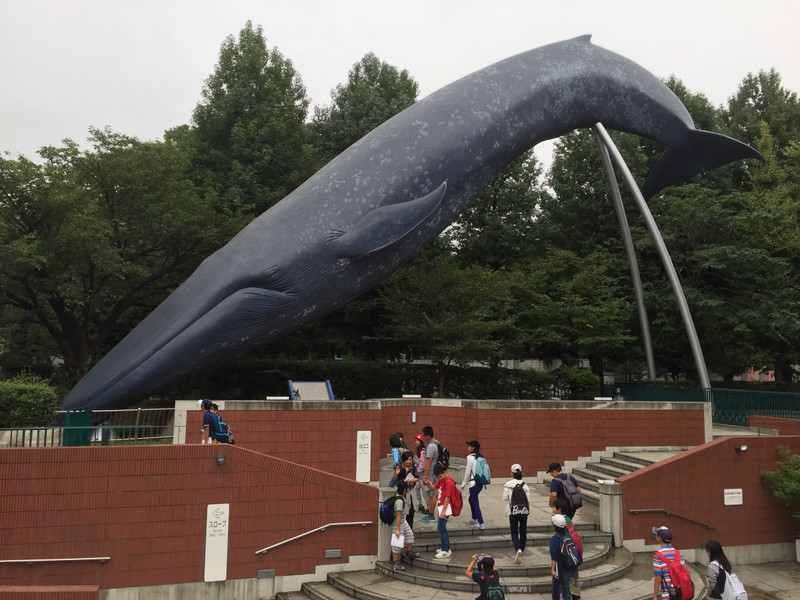 Blue whale at National Museum of Nature and Science, Ueno Park