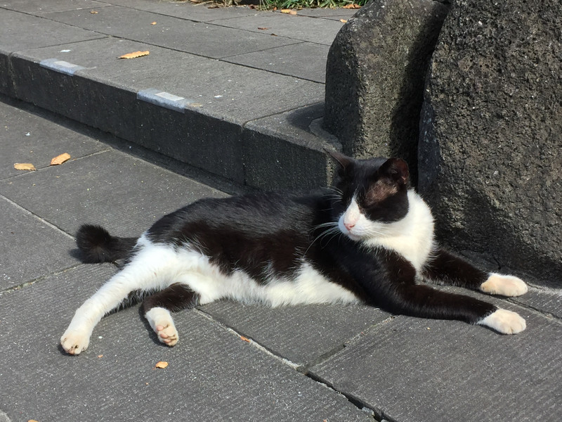 Cat in Ueno Park