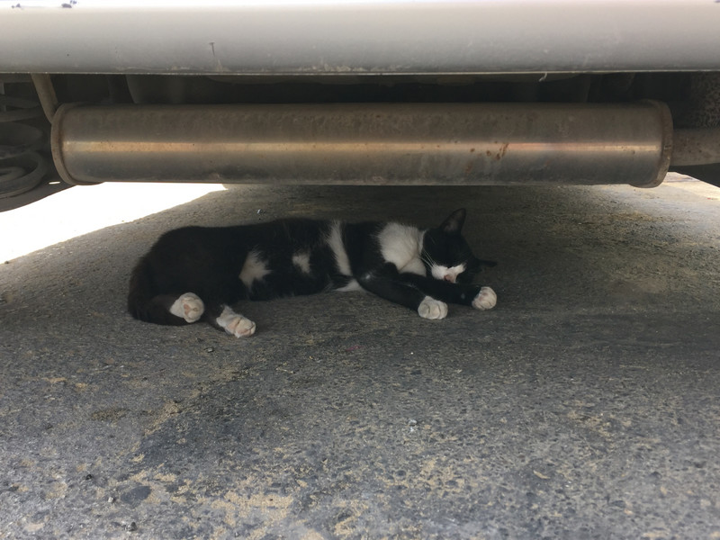 Cat sleeping under a car at Golden Bay