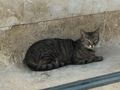 Cat outside Parliament in Valletta