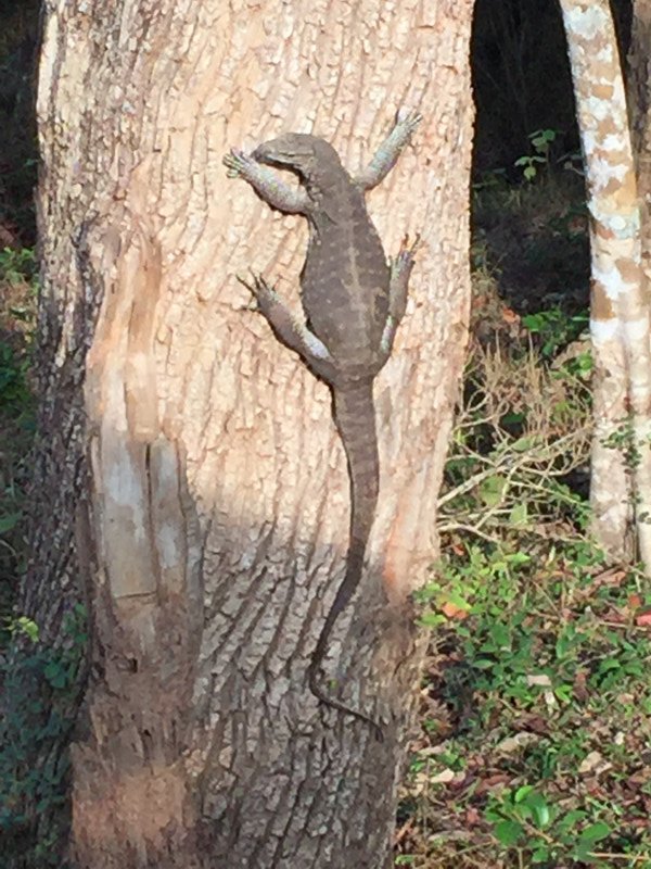 Monitor lizard at  Wilpattu National Park
