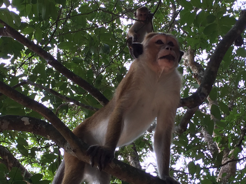 Macaque monkeys at Wilpattu National Park