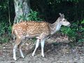 Tame deer at  Wilpattu National Park