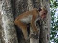 Macaque monkey at  Wilpattu National Park