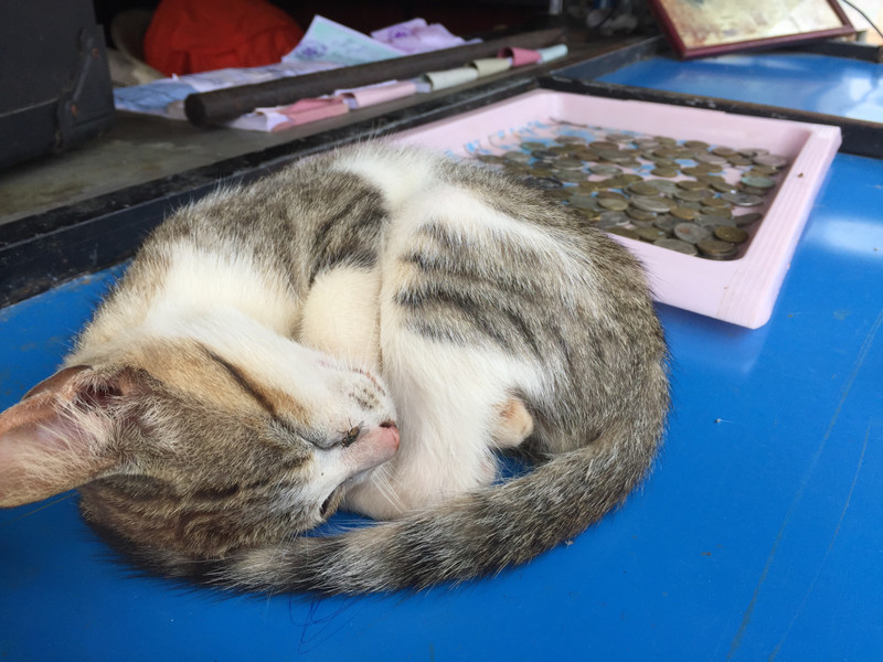 Kitten at Anuradhapura 