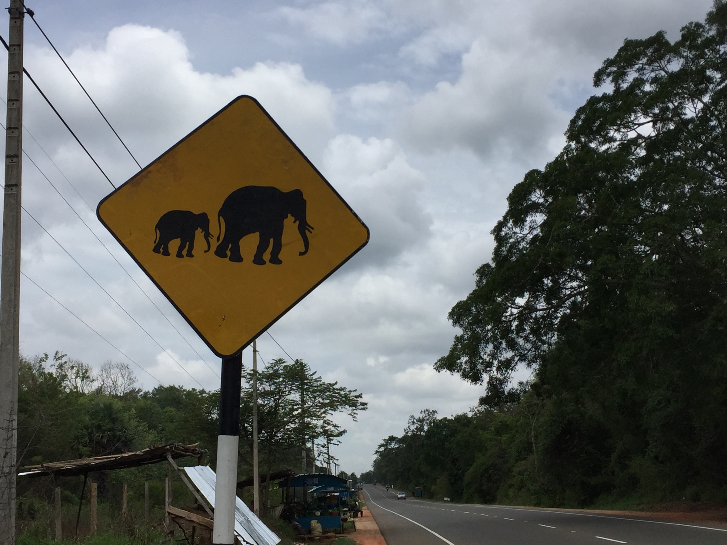 elephant crossing