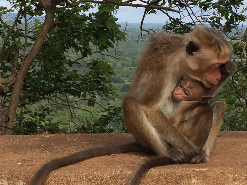 Wild monkeys at Sigiriya Rock