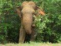 Wild elephant getting on the road!!