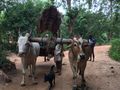 Oxen pulling cart at village tour near Habarana