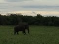 Elephants at Kaudulla National Park.