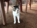 Cat at Adora Bar, Mirissa
