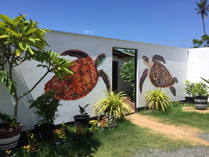 Turtle rescue and hatchery