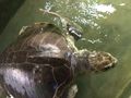 Rescue turtle