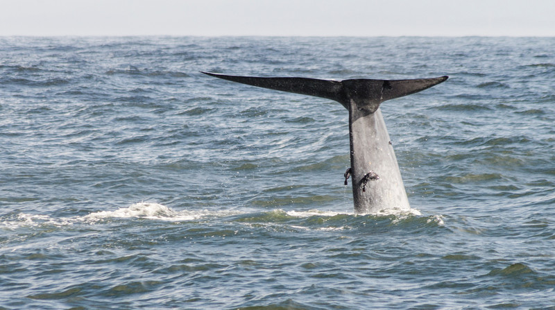 Blue Whale Tail Fin 
