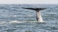 Blue Whale Tail Fin 