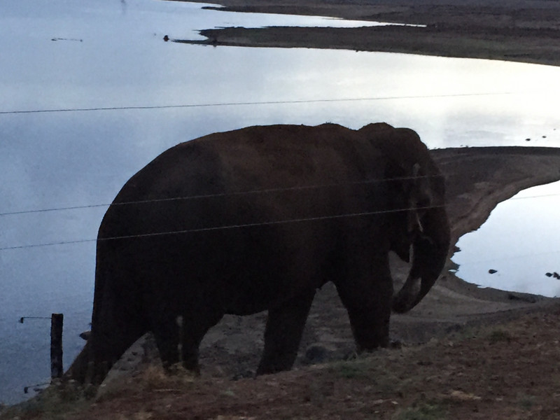 Roadside elephant wanting fruit