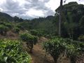 Tea plantation to get lost in