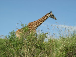 Giraffi