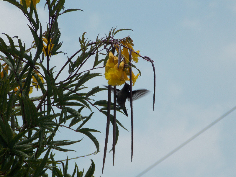 Hummingbird in the flowers