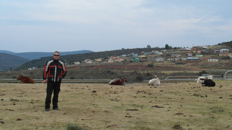 Typical Eastern Cape picture with cattle anywhere. Very peaceful setting.