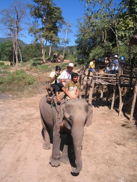 The elephant ride