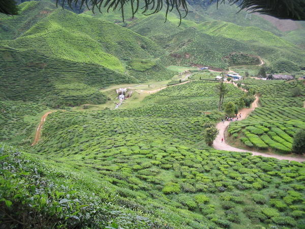 The Cameron Valley Tea Plantation