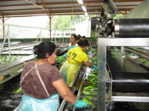 Sorting bananas for export