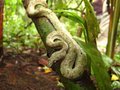 Pit Viper.  Very, very close up